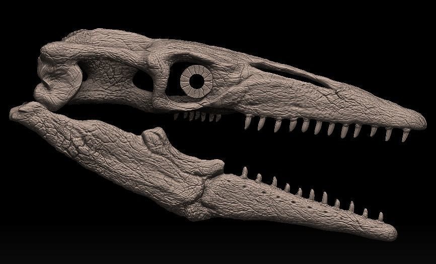 mosasaurus skull 3D model_3