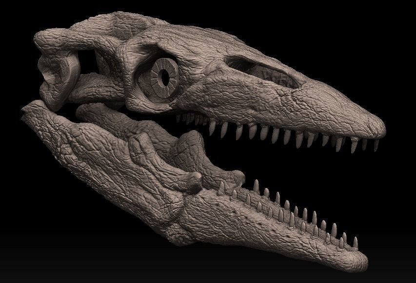 mosasaurus skull 3D model_6