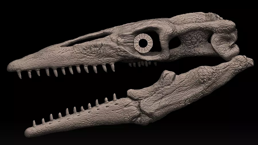 mosasaurus skull 3D model_0