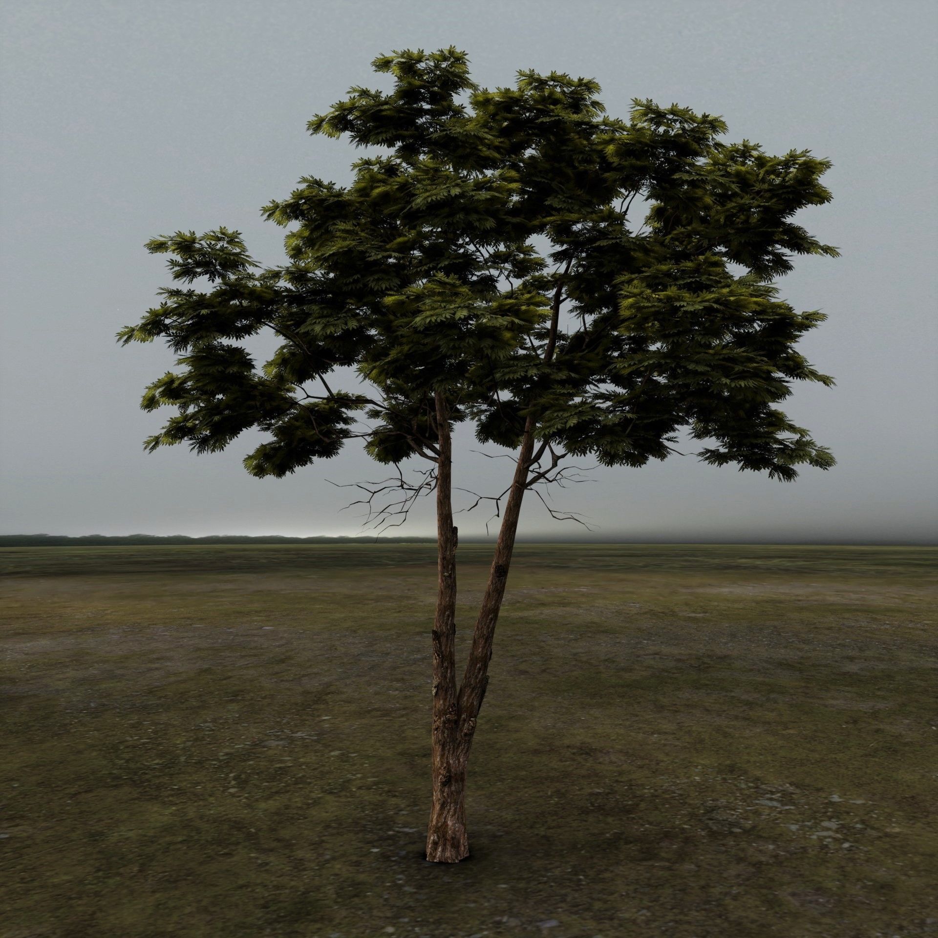 Tree 1 Lowpoly 3D model_1
