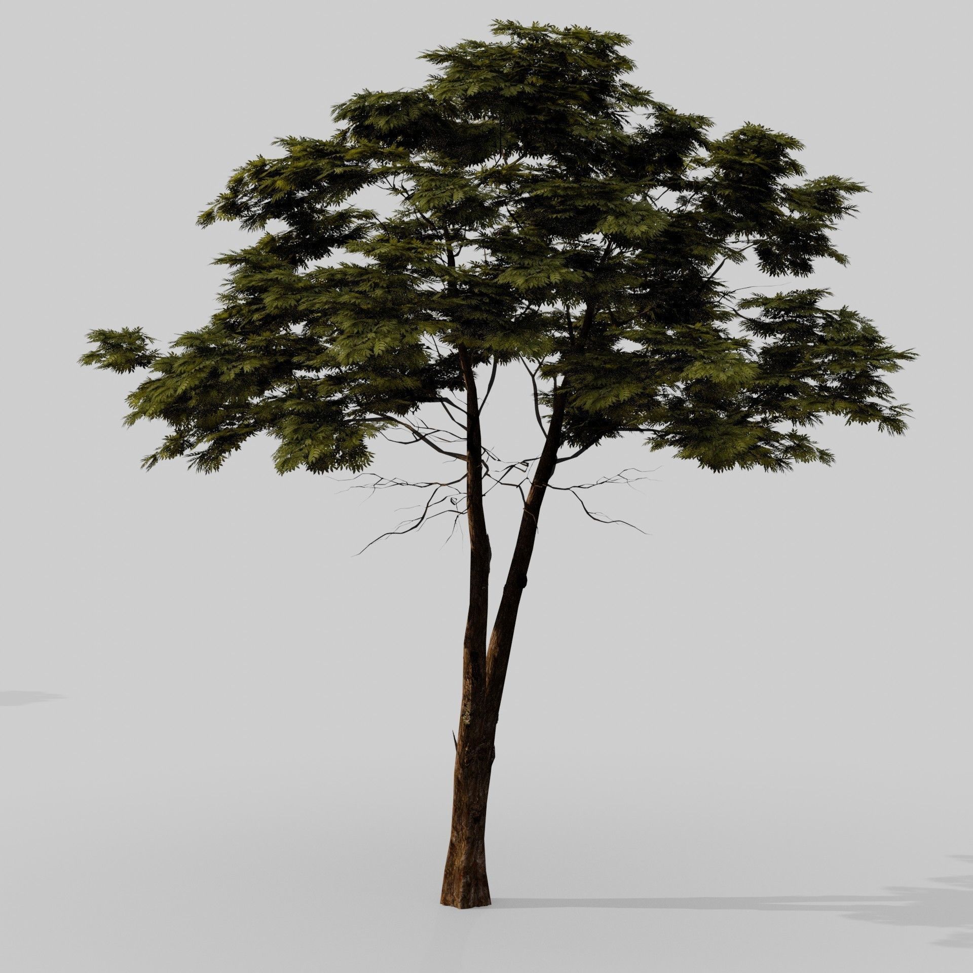 Tree 1 Lowpoly 3D model_4