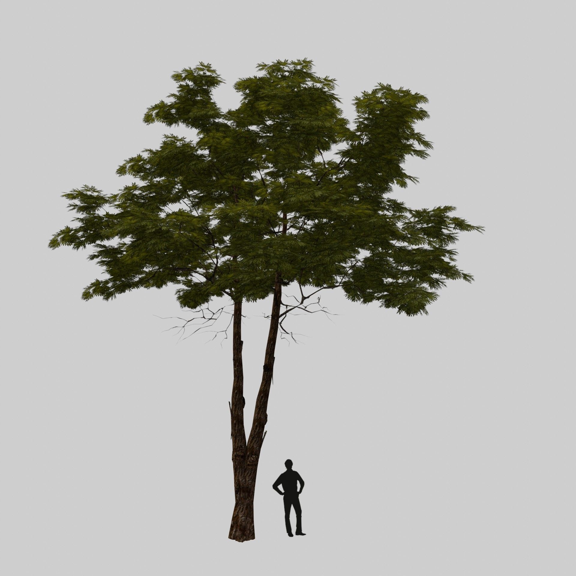 Tree 1 Lowpoly 3D model_6