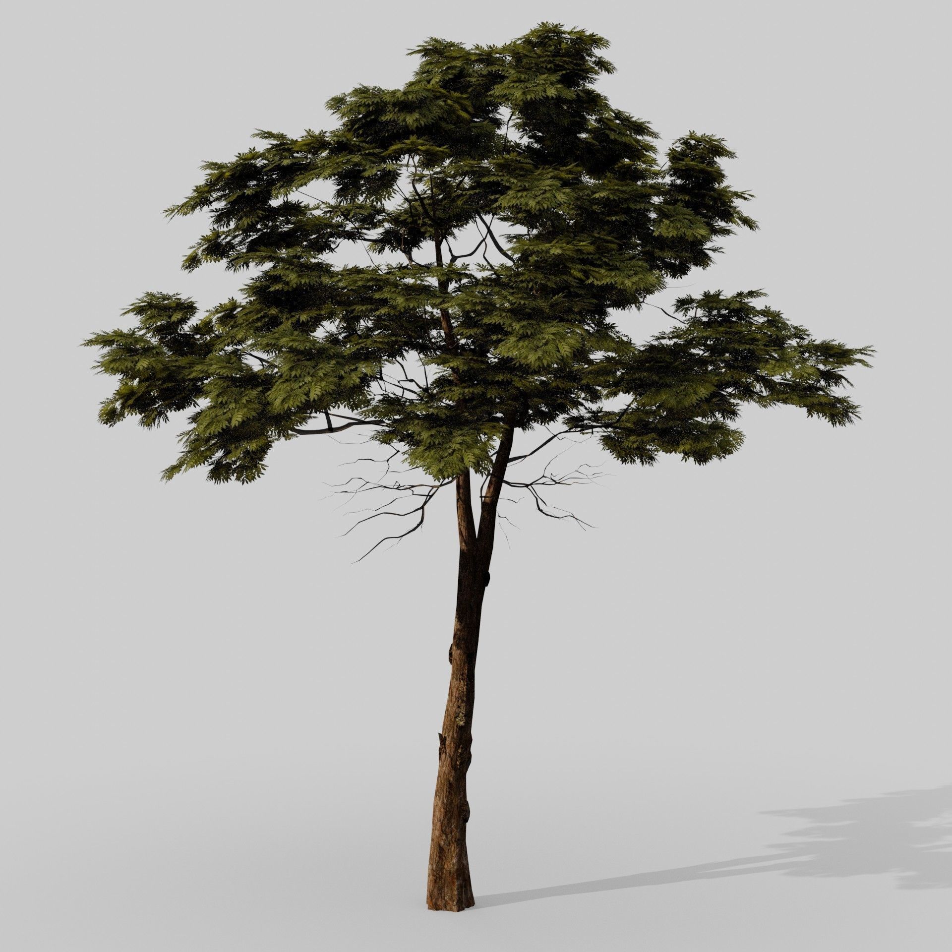 Tree 1 Lowpoly 3D model_3