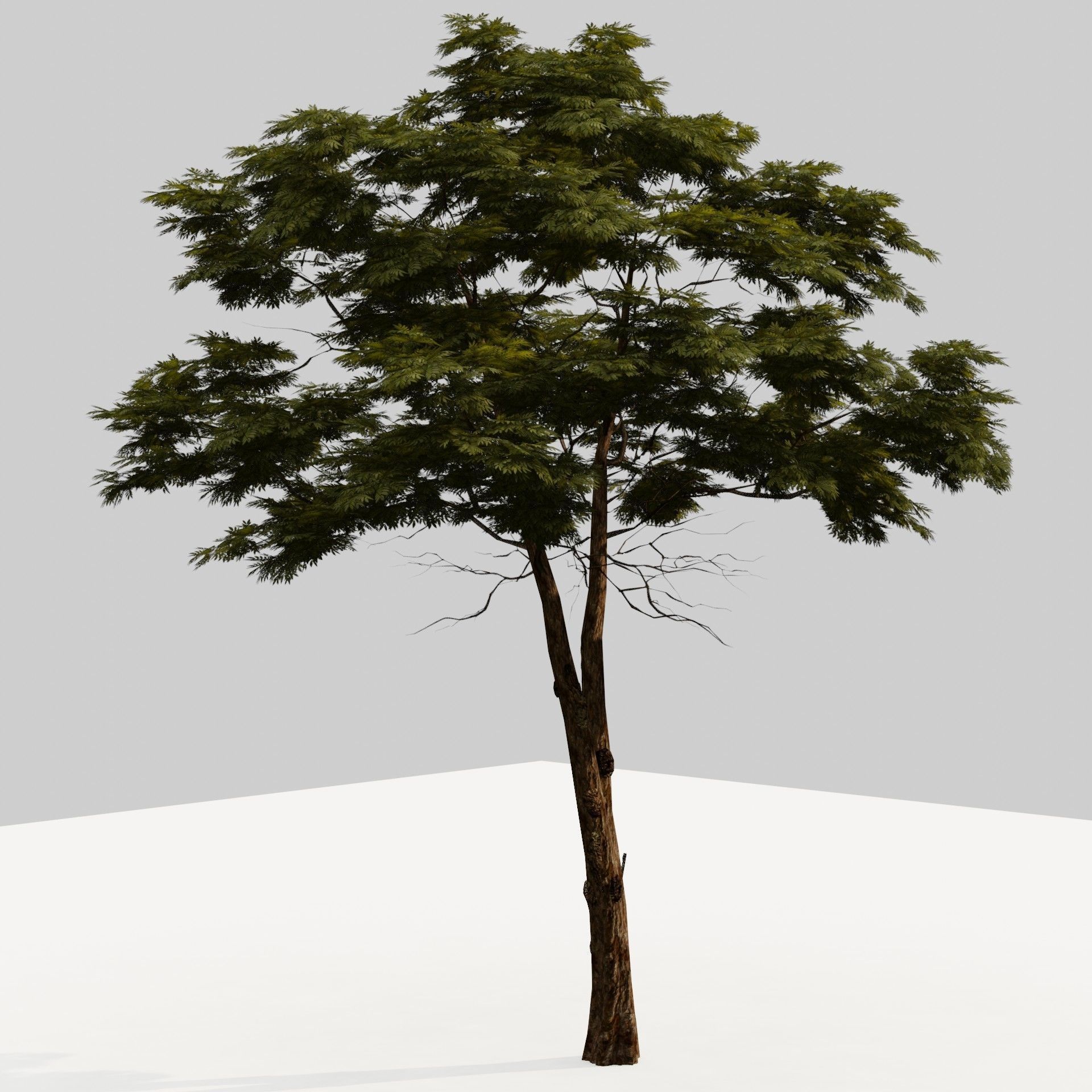 Tree 1 Lowpoly 3D model_7
