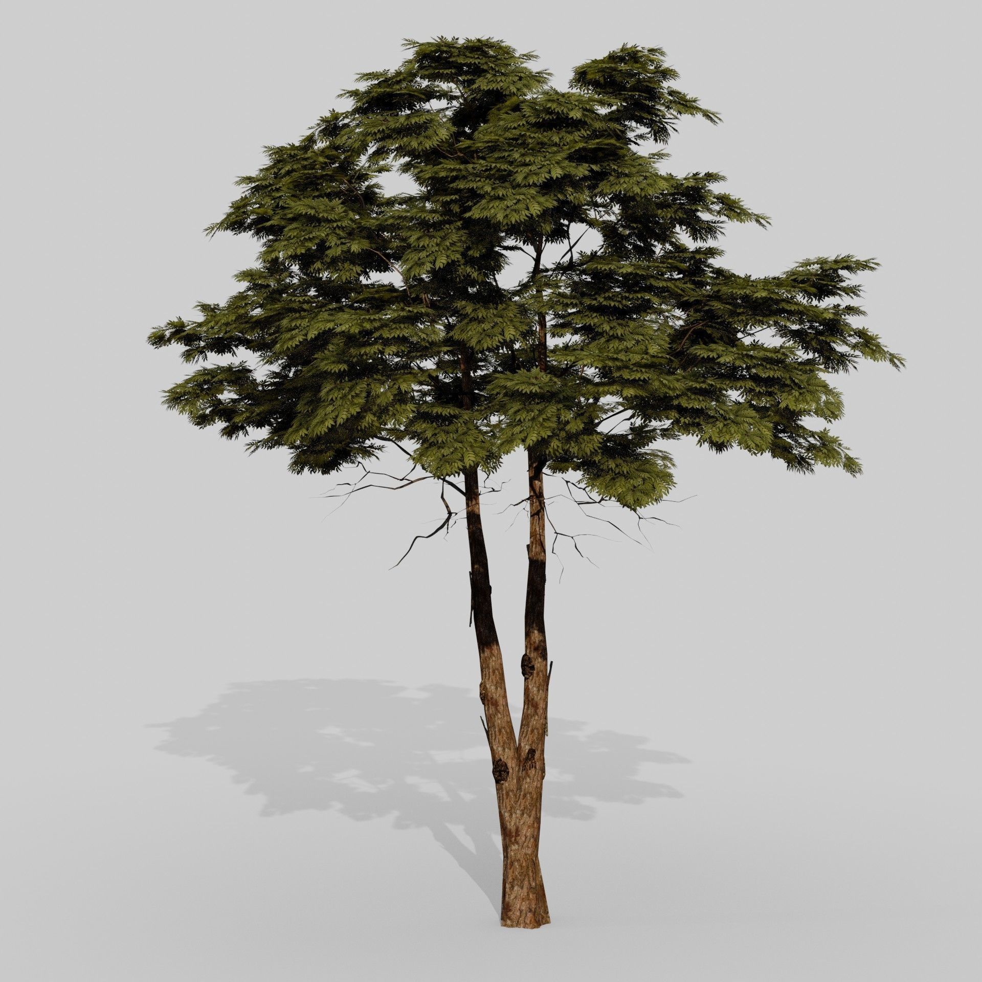 Tree 1 Lowpoly 3D model_2