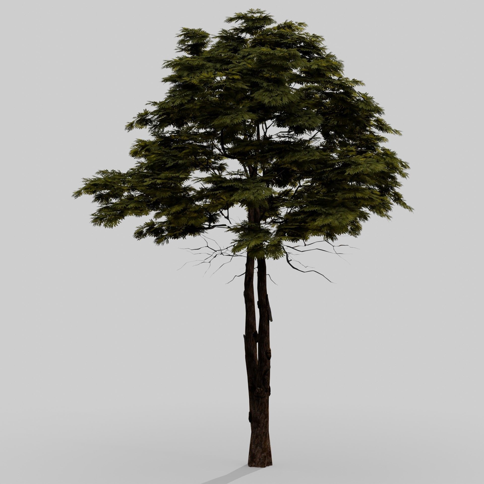 Tree 1 Lowpoly 3D model_5