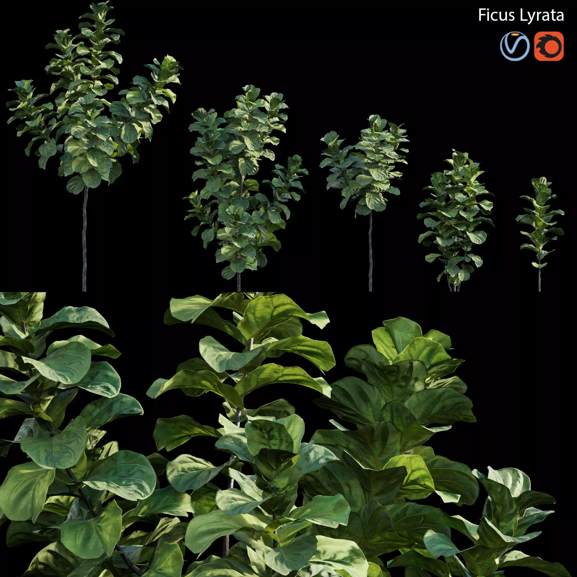 Ficus Lyrata 3D model_0