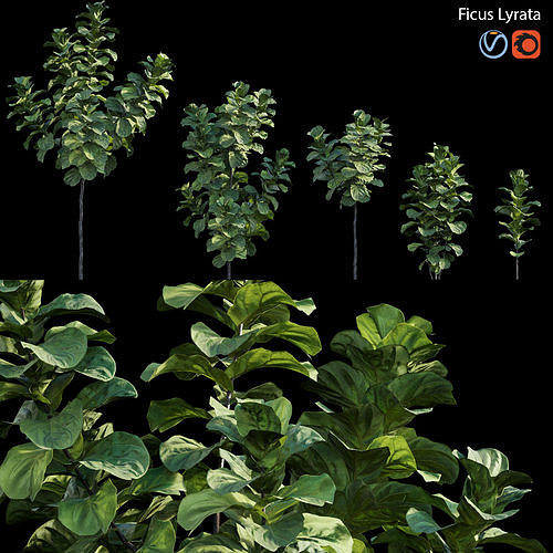 Ficus Lyrata 3D model
