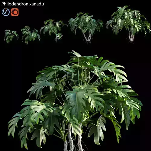 Philodendron xanadu 3D model