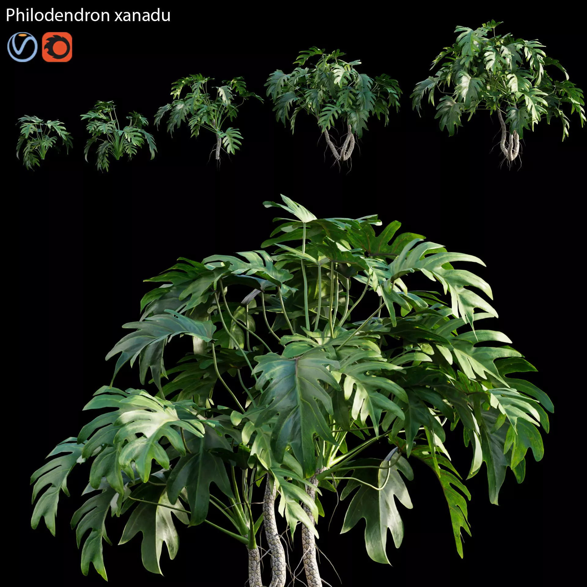Philodendron xanadu 3D model