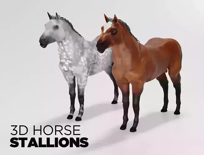 Male stallion horses