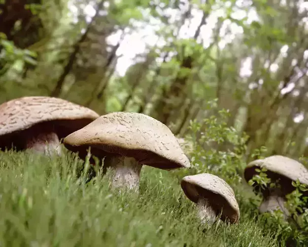 Mushrooms in Forrest