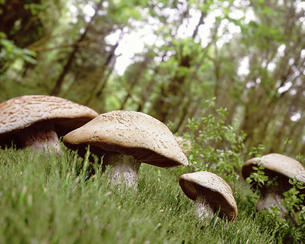 Mushrooms in Forrest Low-poly 3D model