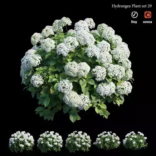 Hydrangea Plant set 29 3D model