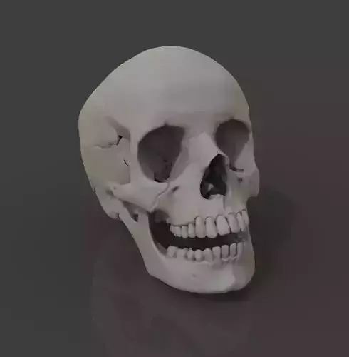 Human skull