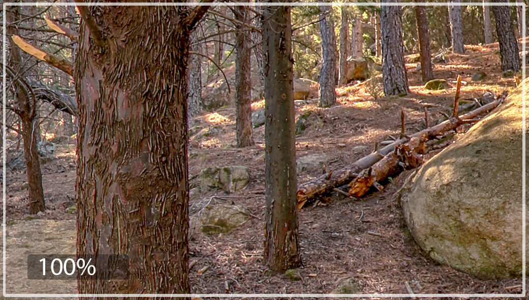 HDR FOREST PATH 2 3D model_4