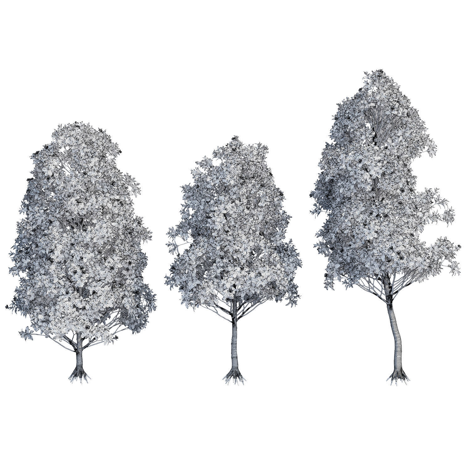 Magnolia grandiflora 3D model_7