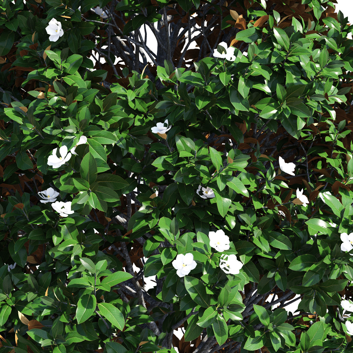 Magnolia grandiflora 3D model_6