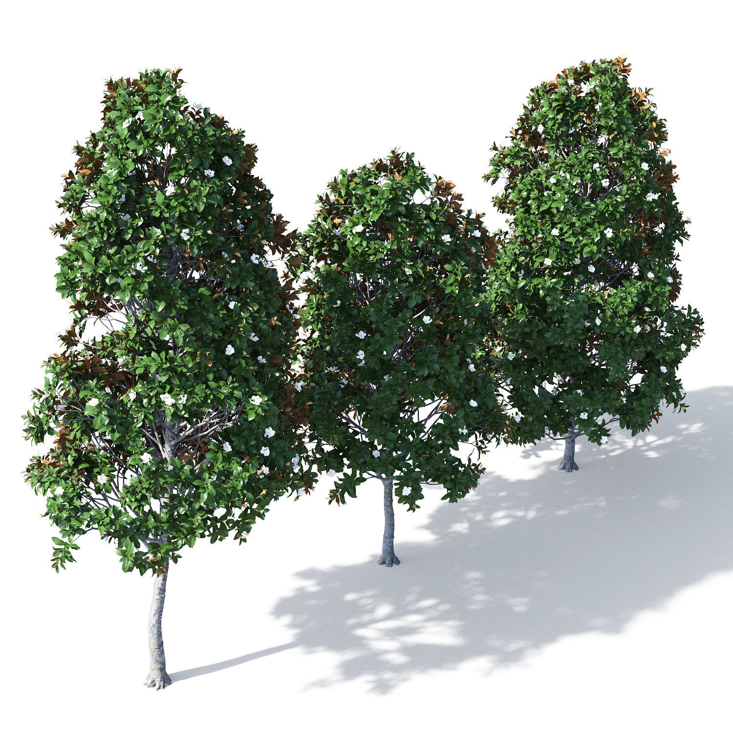 Magnolia grandiflora 3D model_2