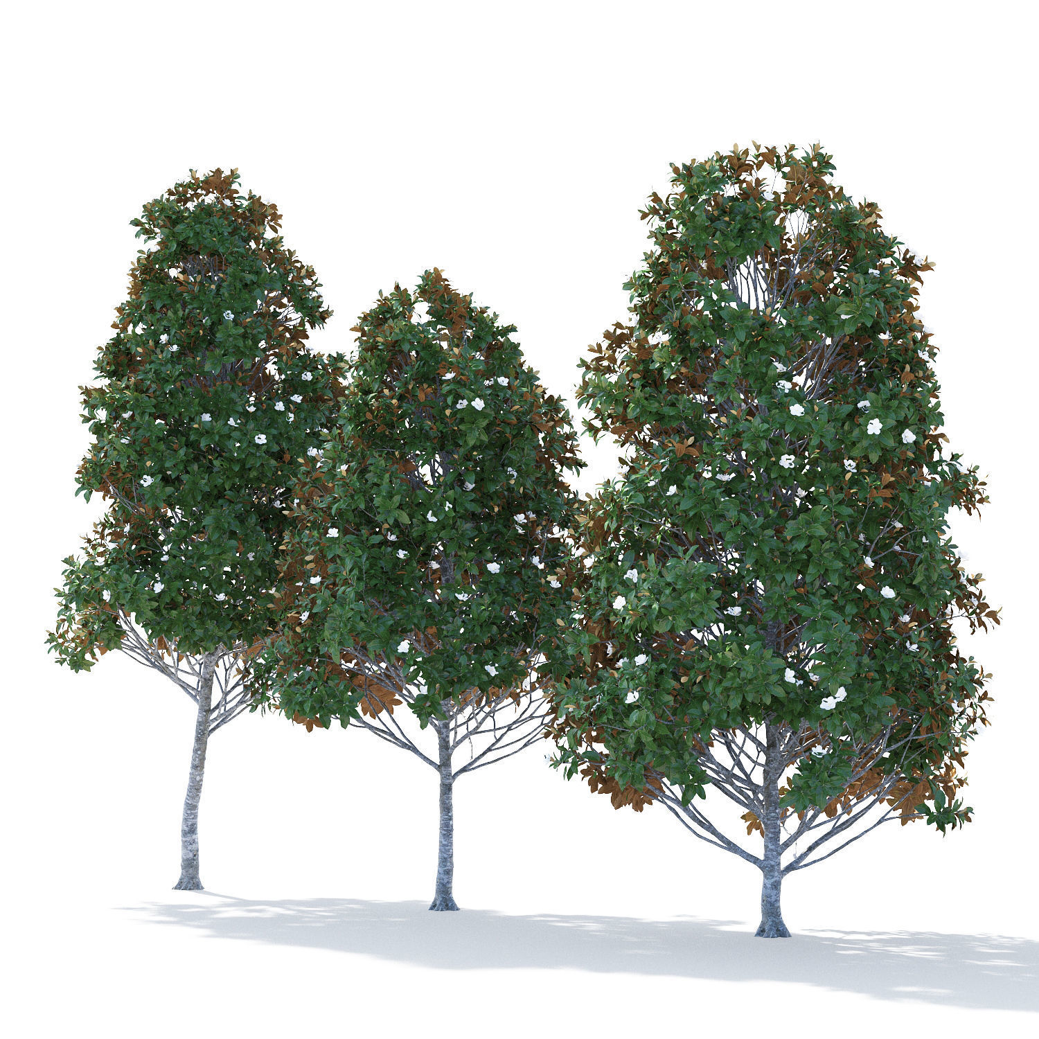 Magnolia grandiflora 3D model_3