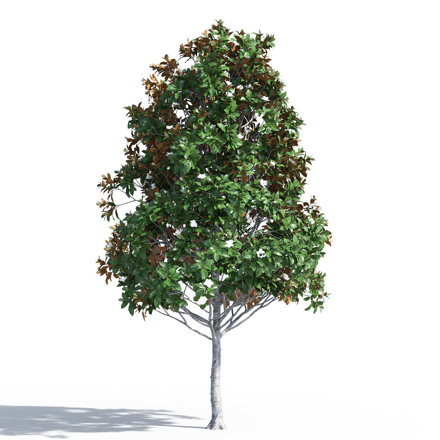 Magnolia grandiflora 3D model_1