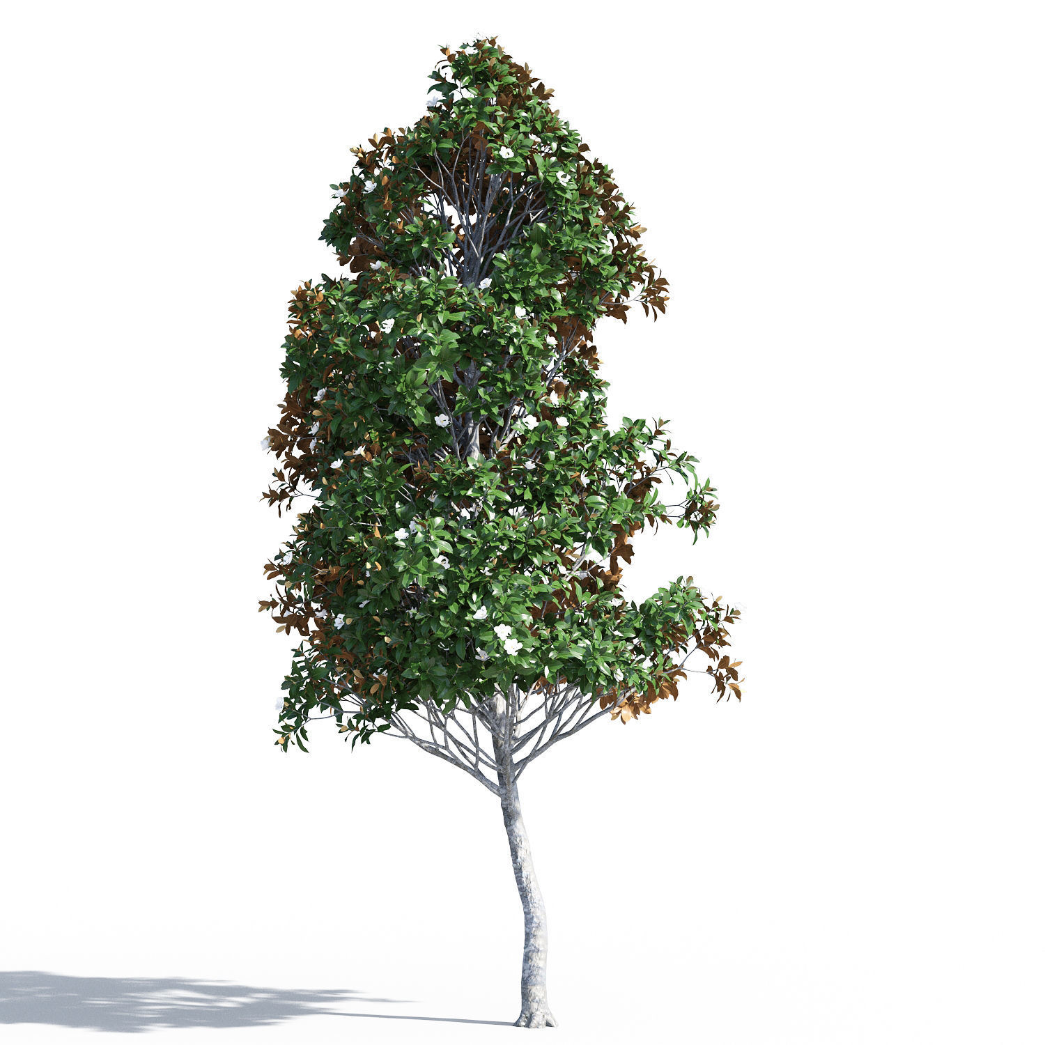Magnolia grandiflora 3D model_5