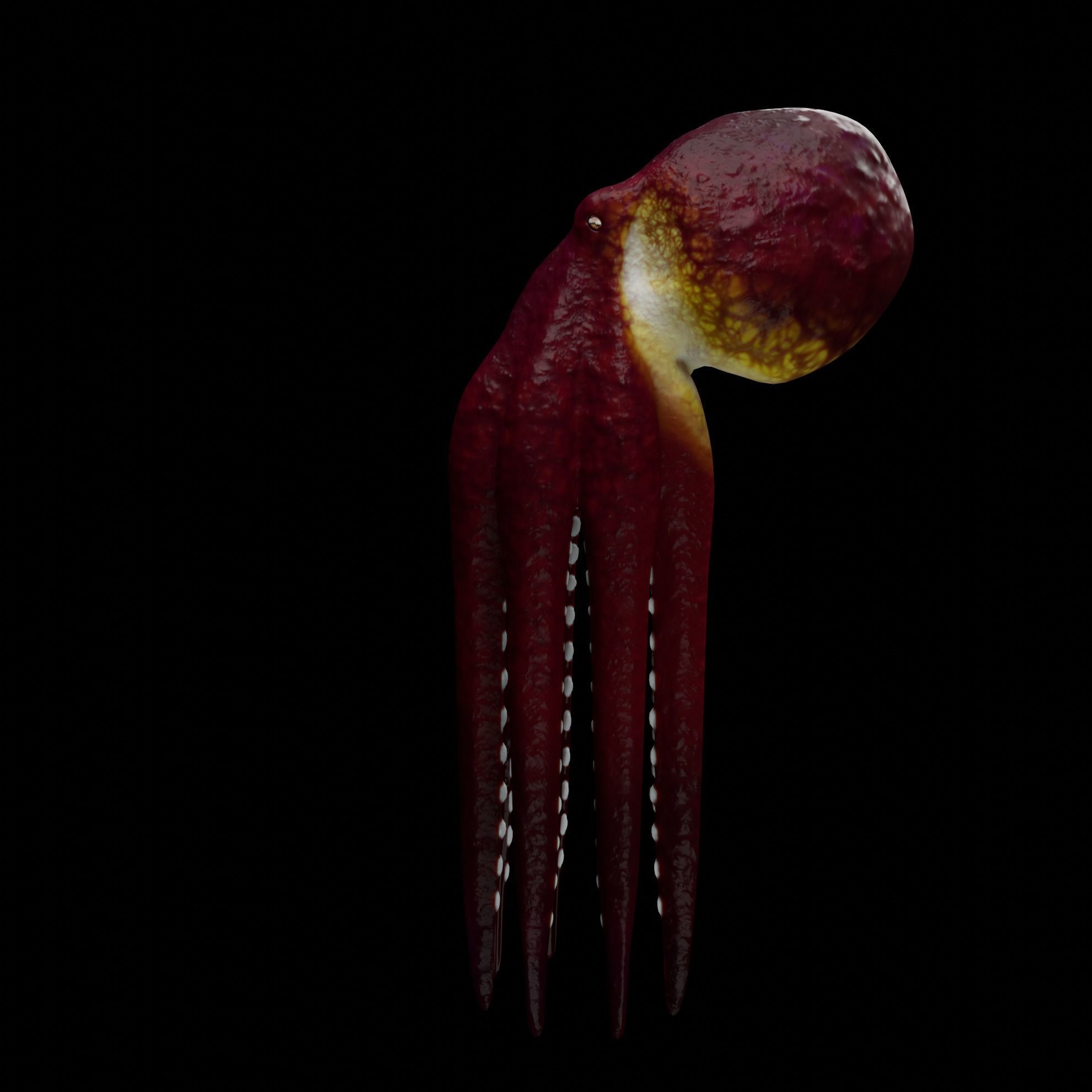 Animated Octopus 3D model_10