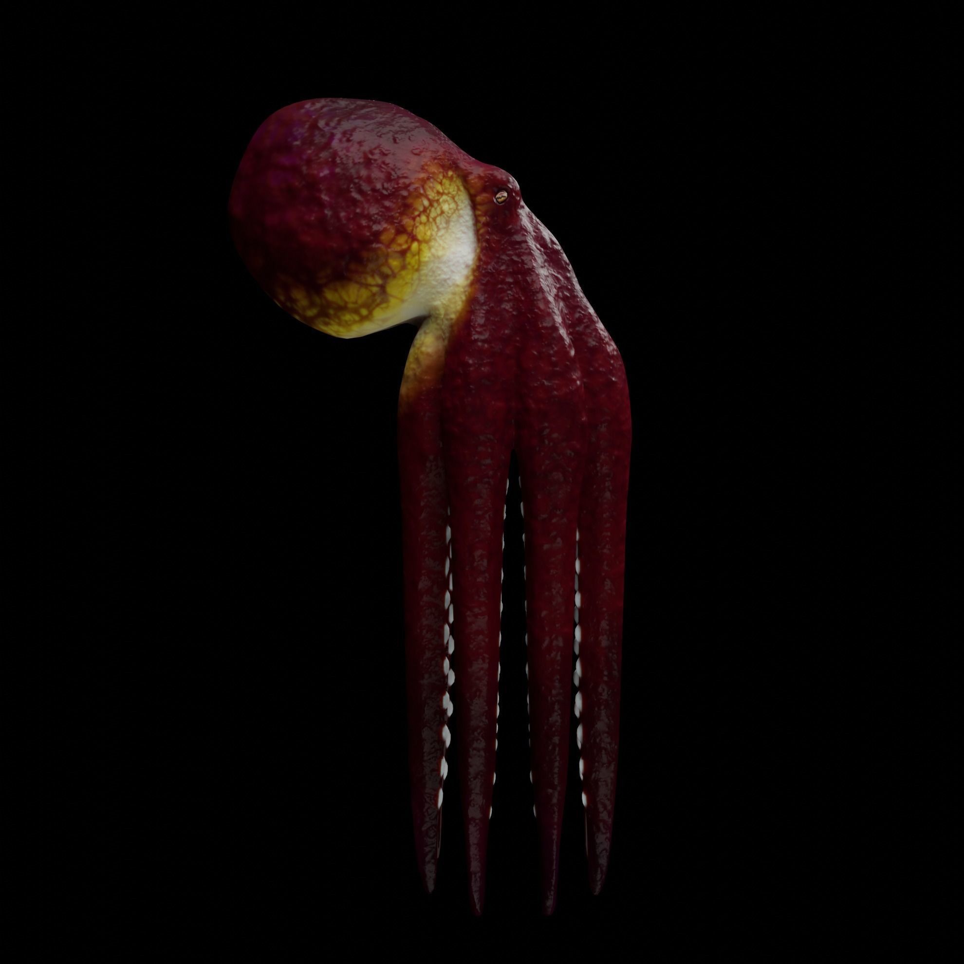 Animated Octopus 3D model_3