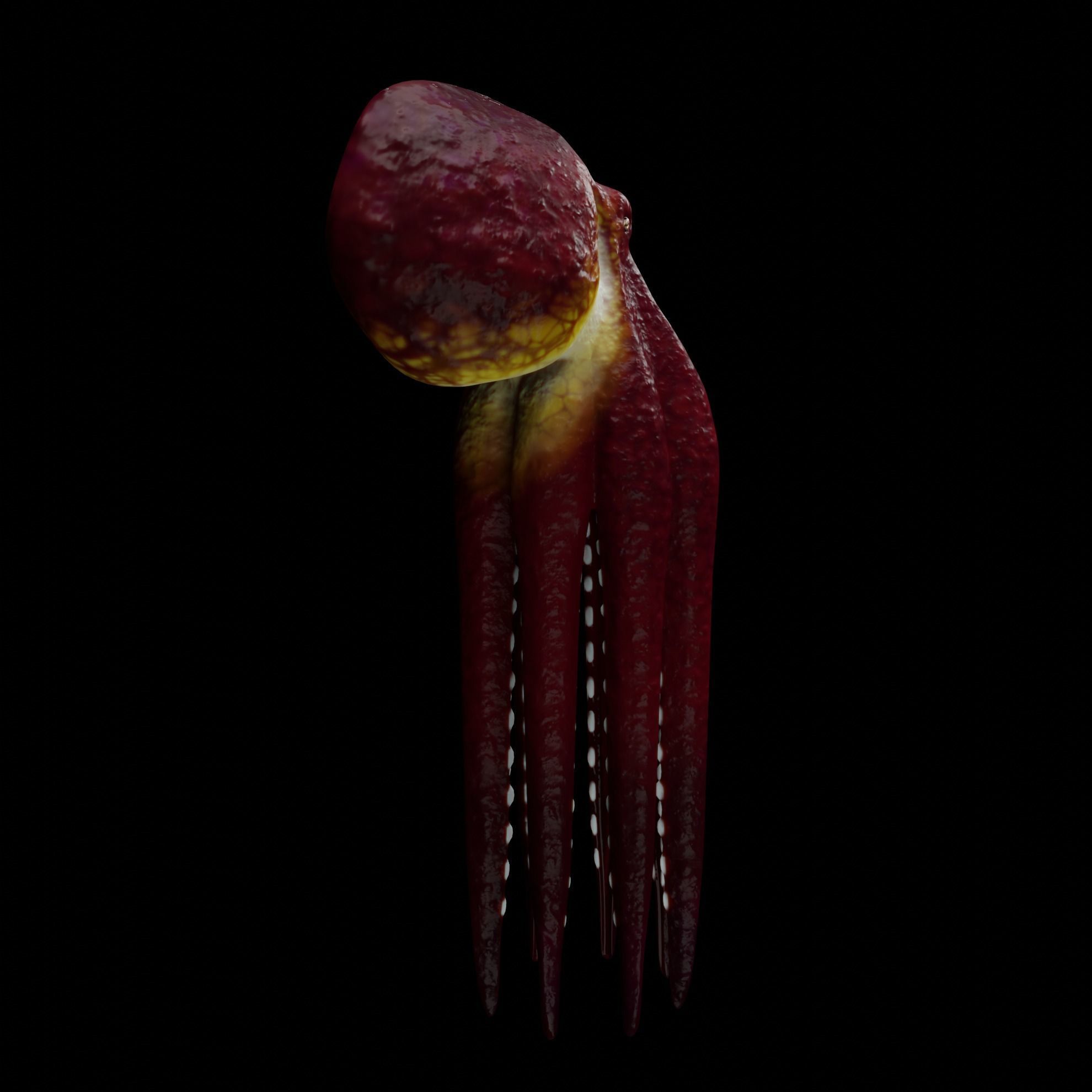 Animated Octopus 3D model_5