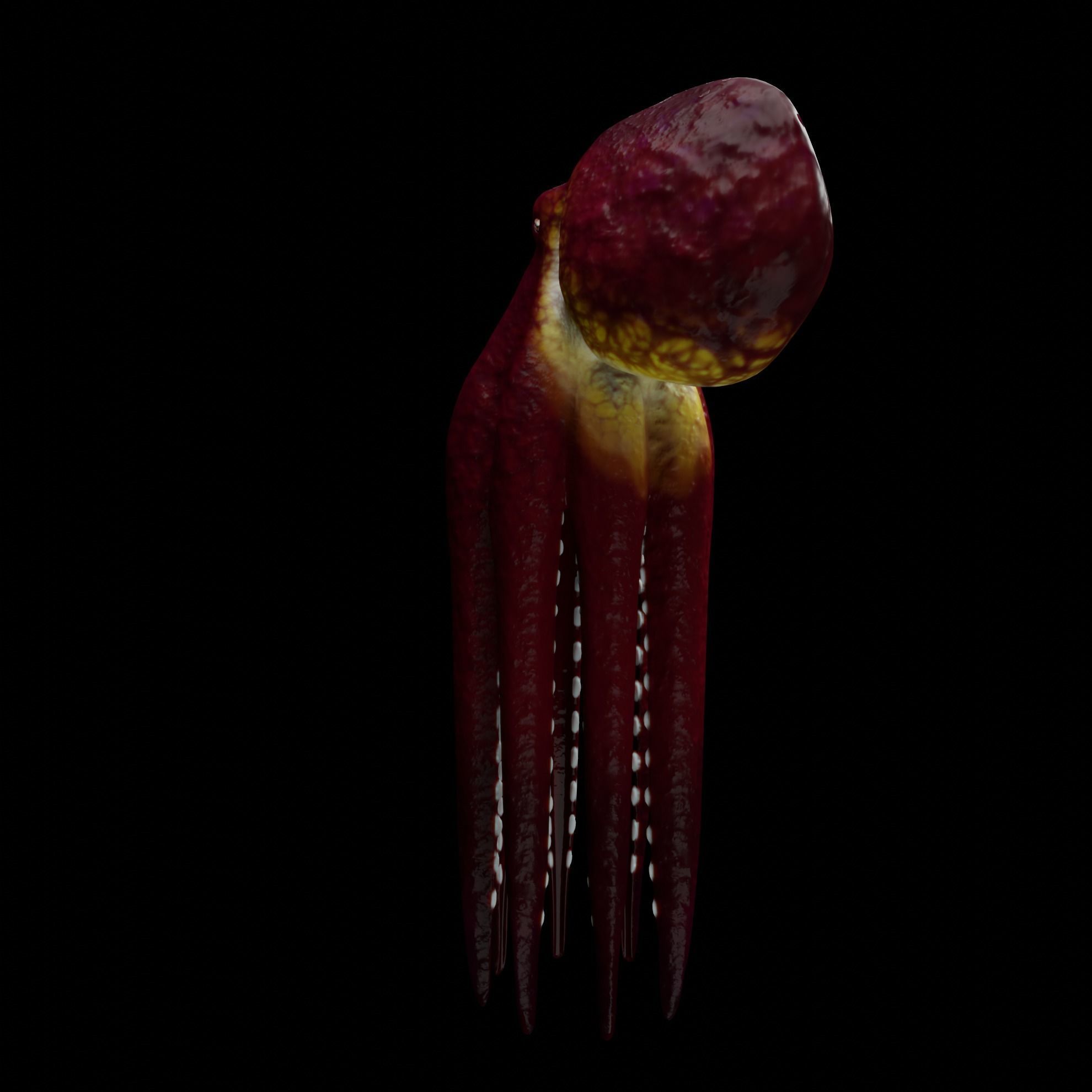 Animated Octopus 3D model_8