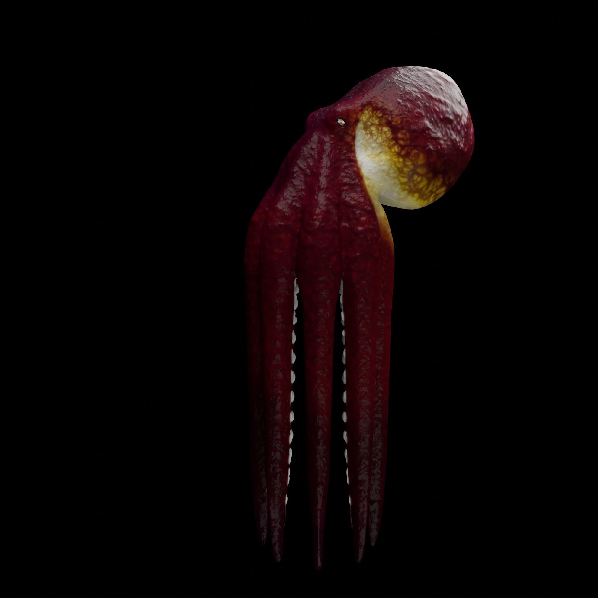 Animated Octopus 3D model_11