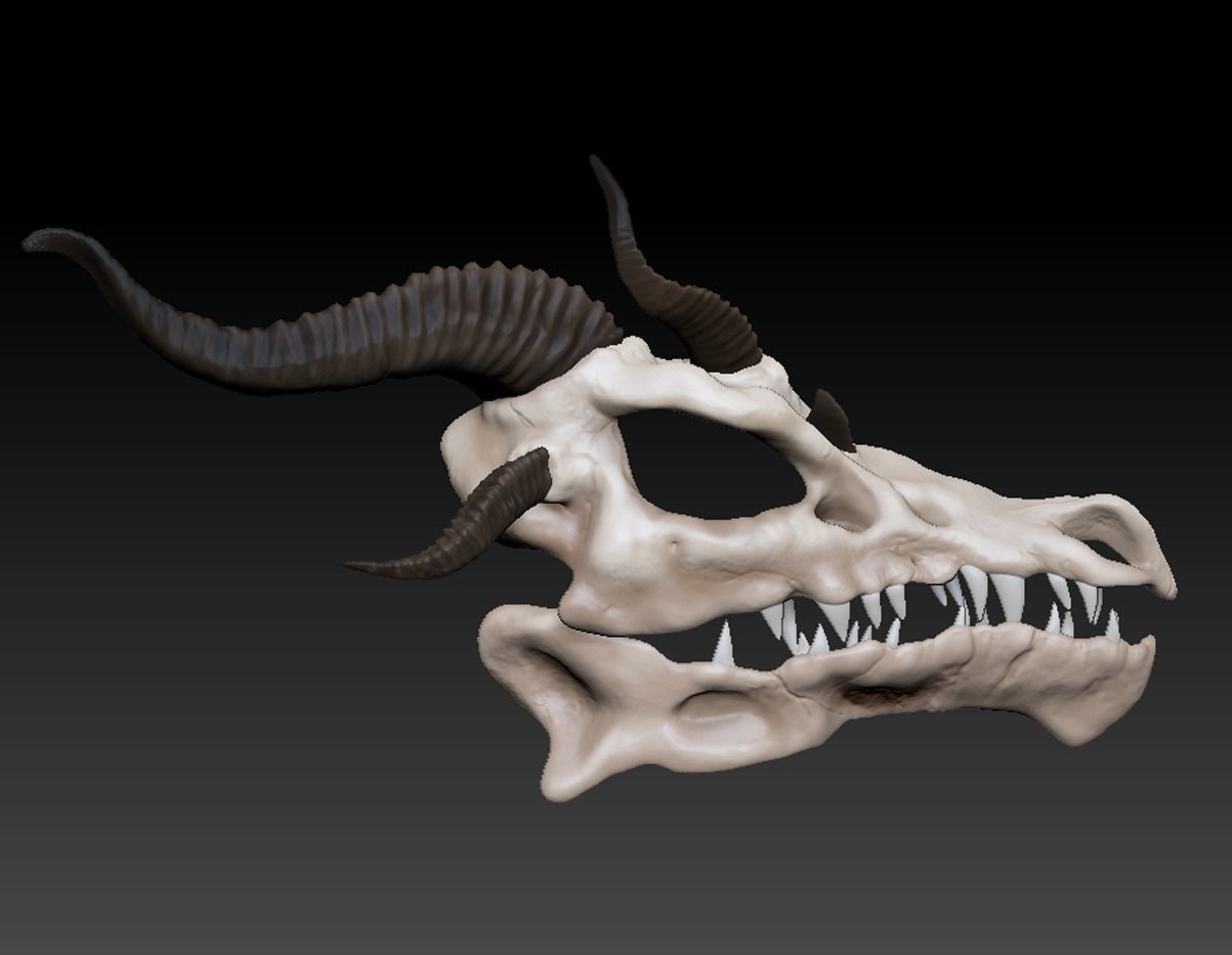 Dragons Skull 3D model_7