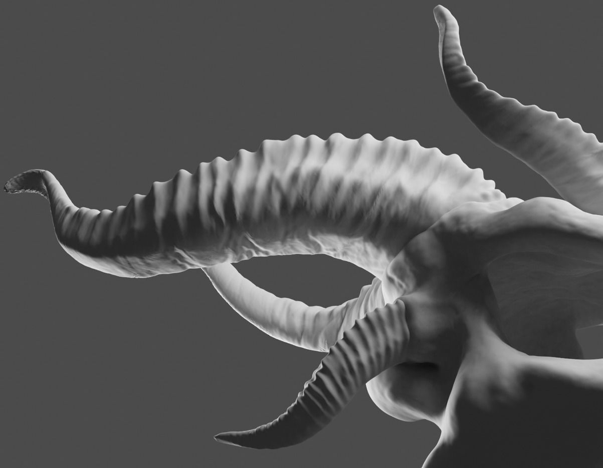 Dragons Skull 3D model_6