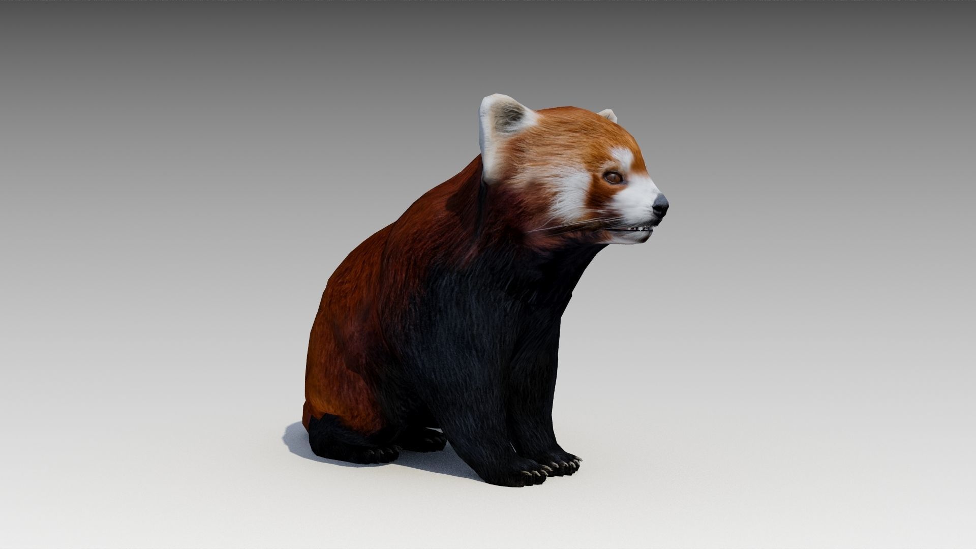 Red Panda Low-poly 3D model_4