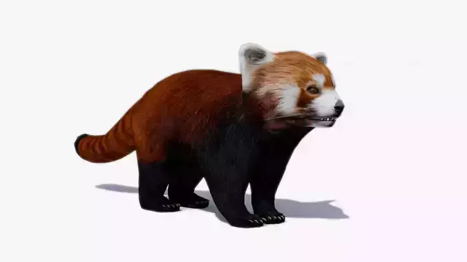 Red Panda Low-poly 3D model