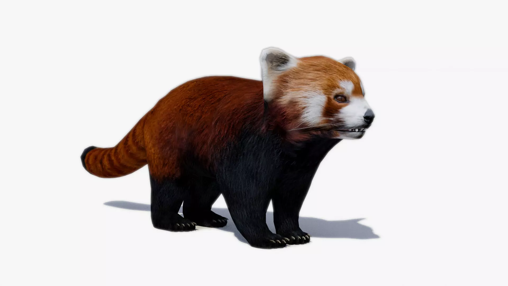 Red Panda Low-poly 3D model_0