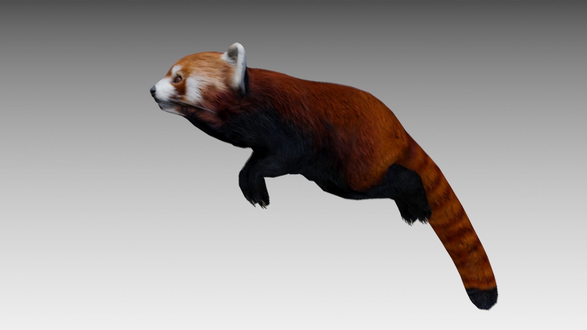 Red Panda Low-poly 3D model_11