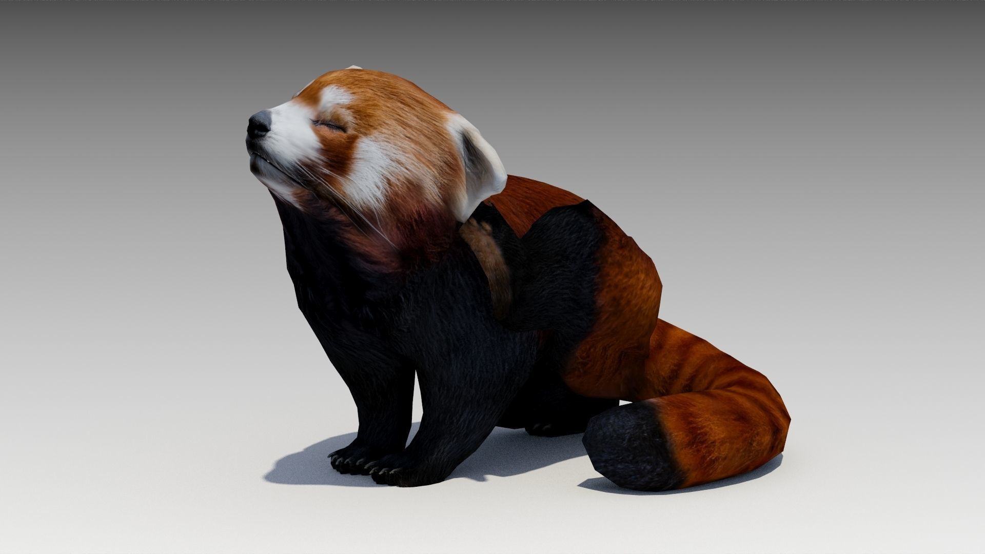 Red Panda Low-poly 3D model_6
