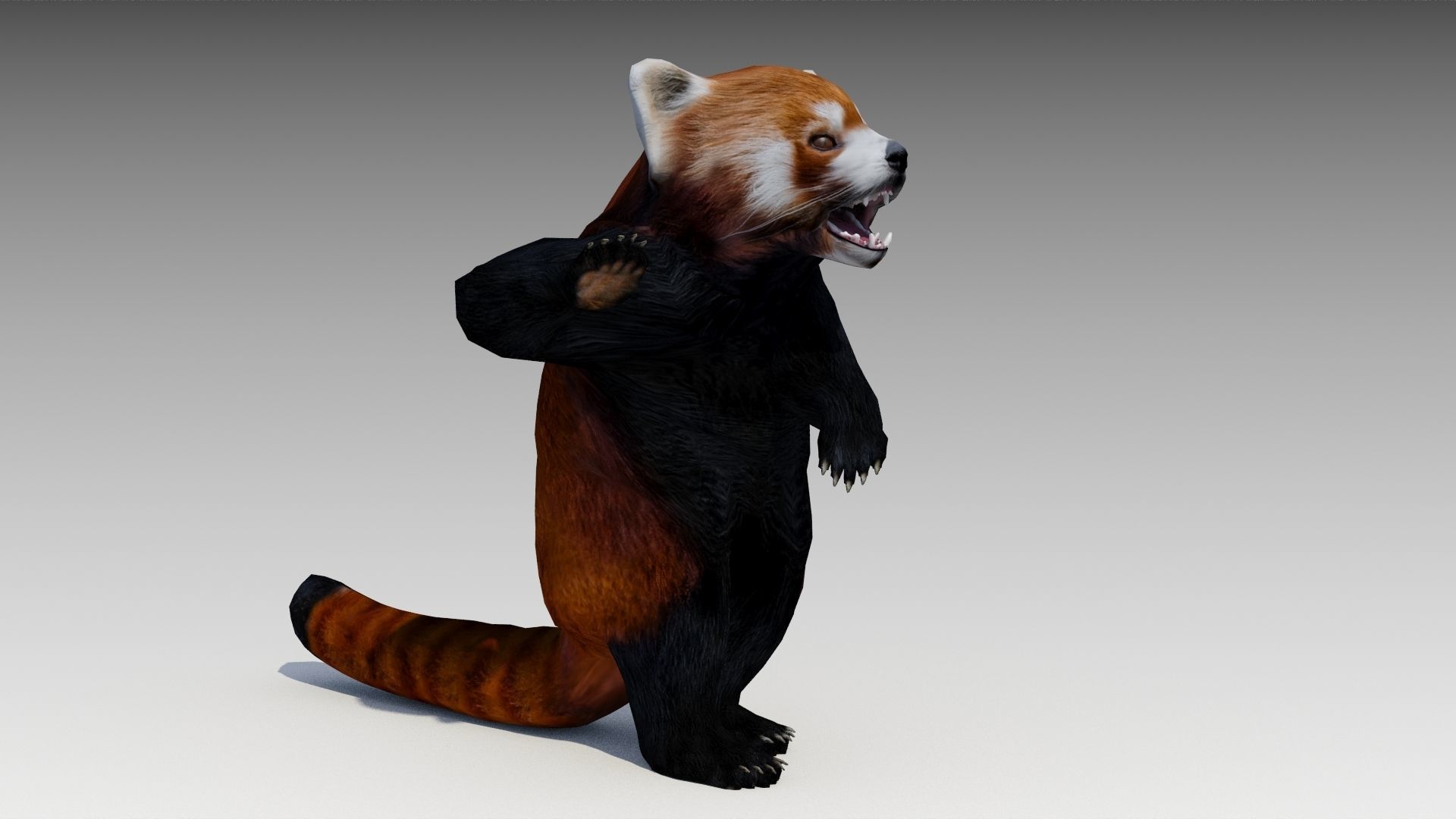 Red Panda Low-poly 3D model_12