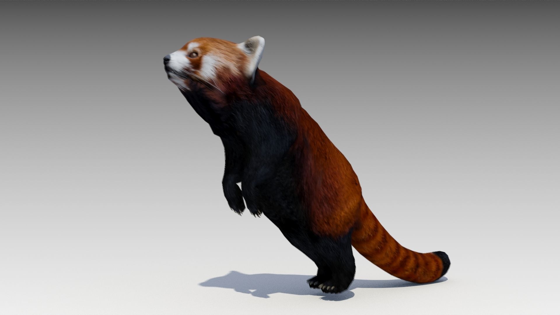Red Panda Low-poly 3D model_8