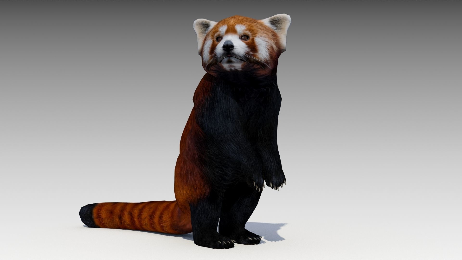 Red Panda Low-poly 3D model_2