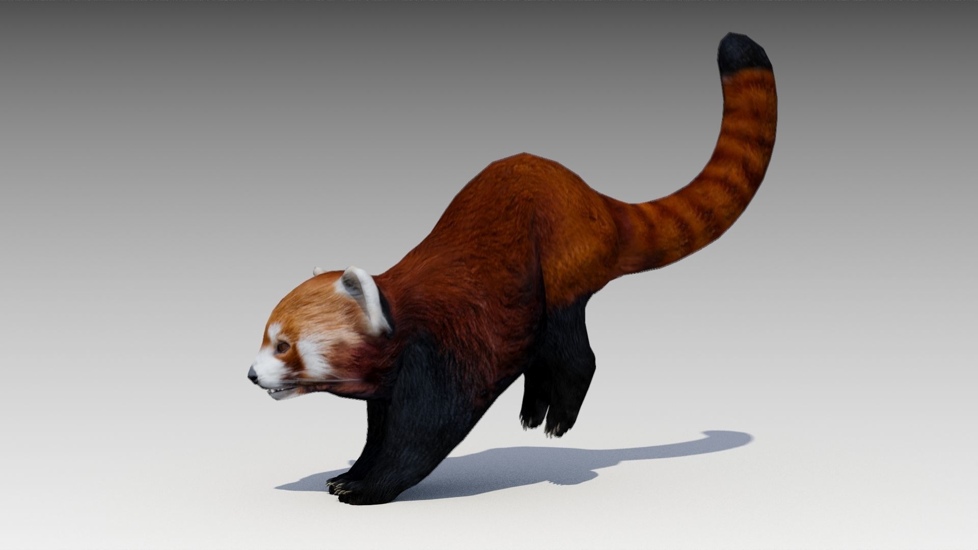 Red Panda Low-poly 3D model_10