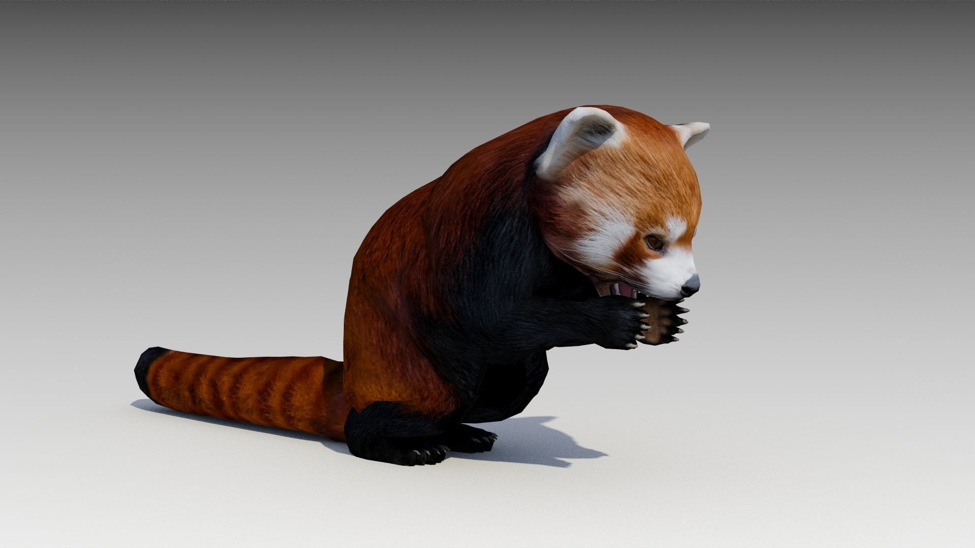 Red Panda Low-poly 3D model_7