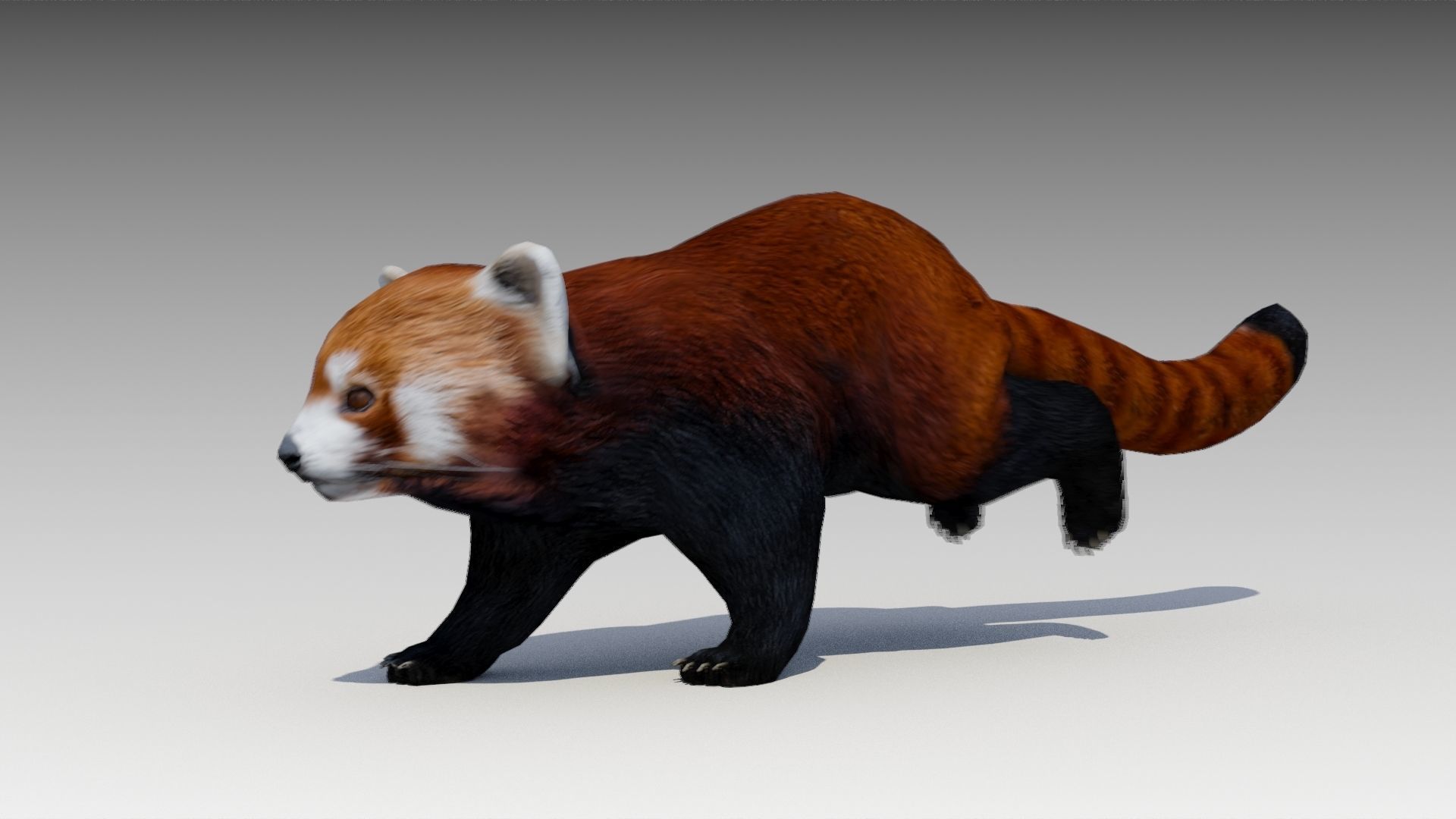 Red Panda Low-poly 3D model_9