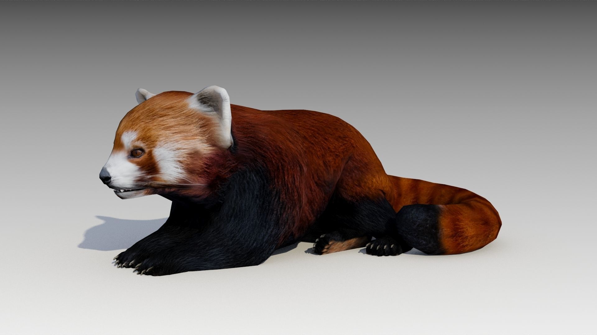 Red Panda Low-poly 3D model_5