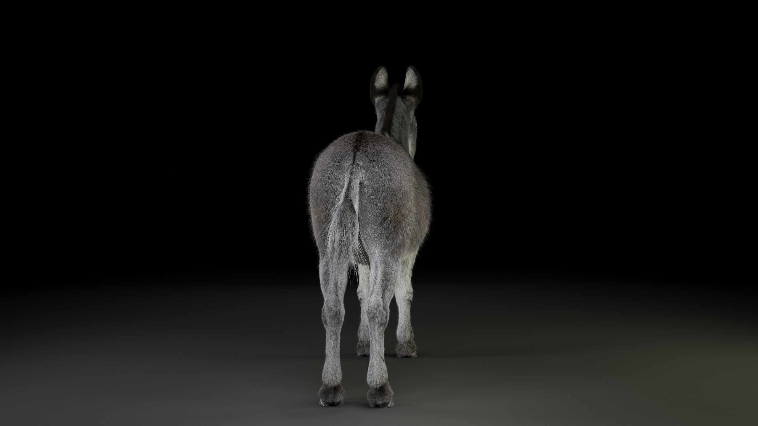 Grey Donkey Animated 3D model_13