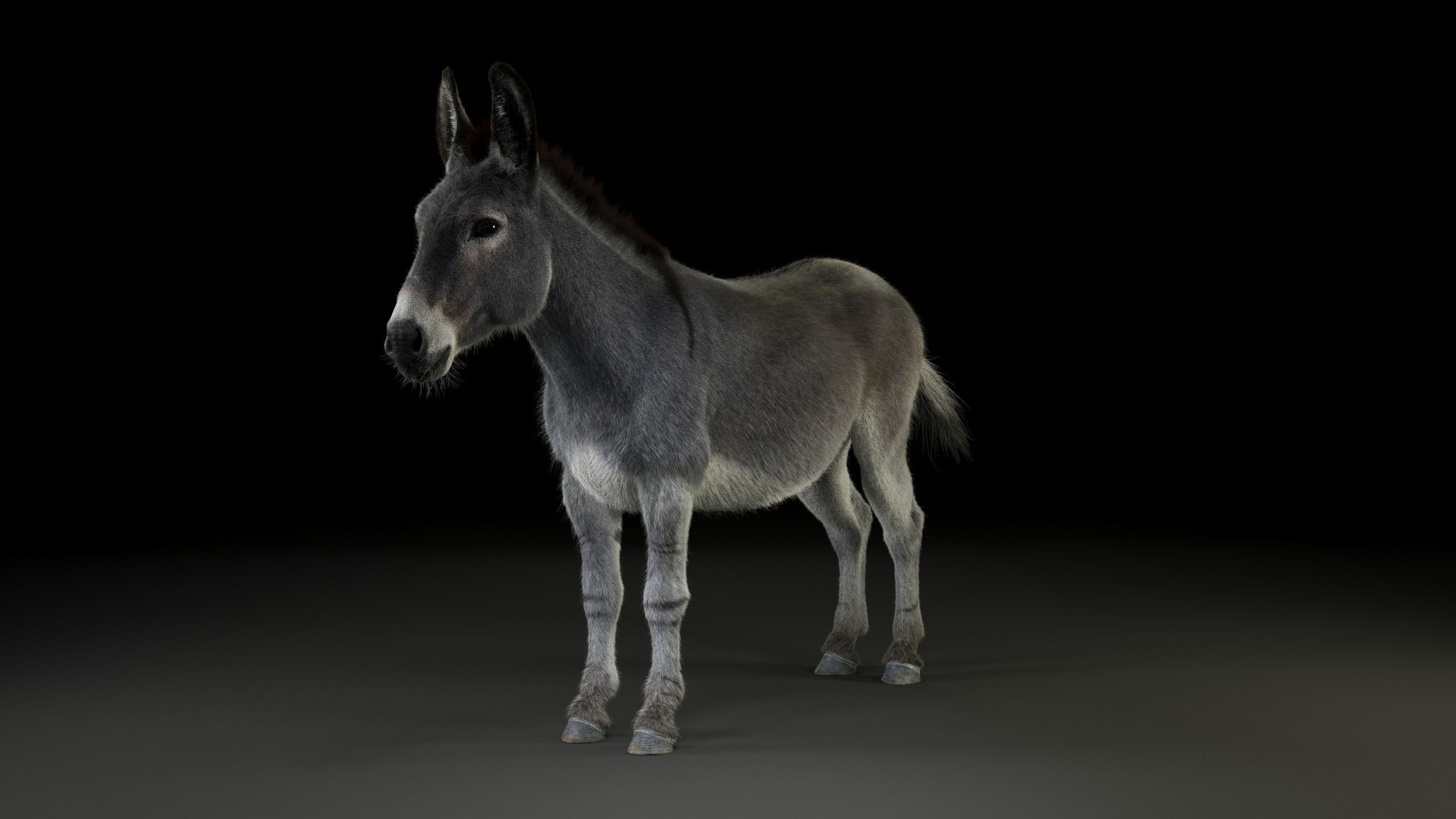 Grey Donkey Animated 3D model_9