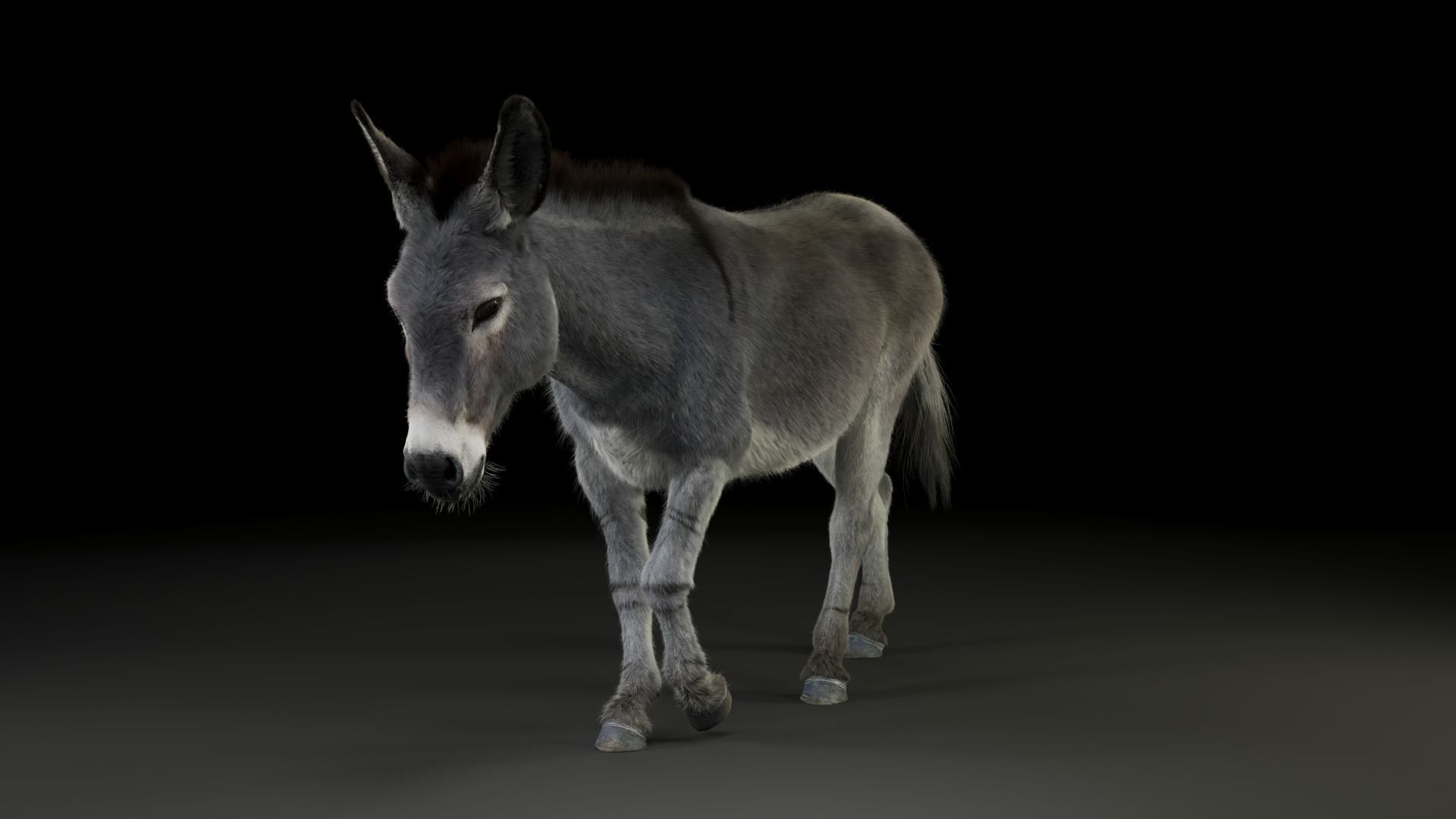 Grey Donkey Animated 3D model_7