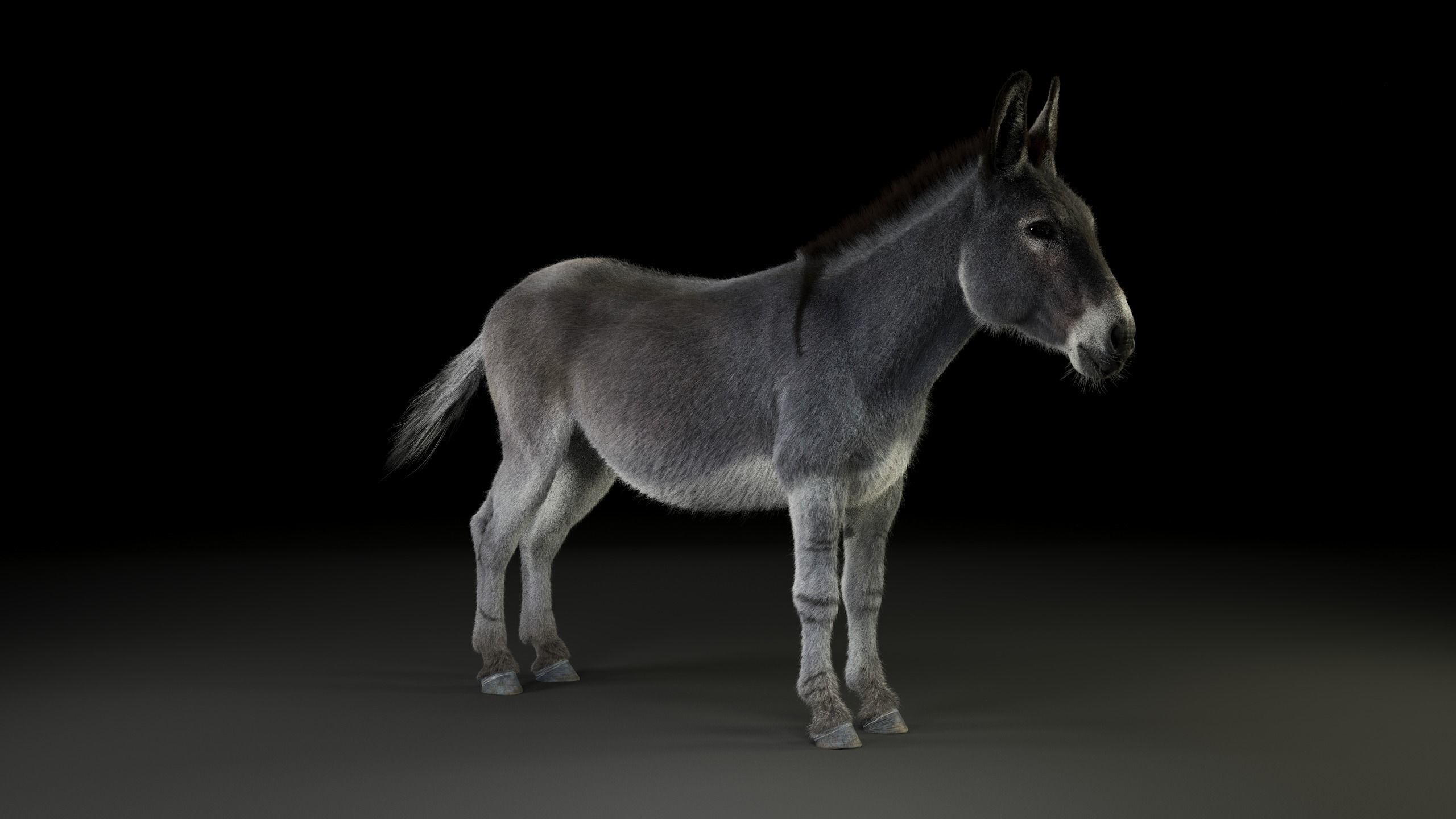 Grey Donkey Animated 3D model_12
