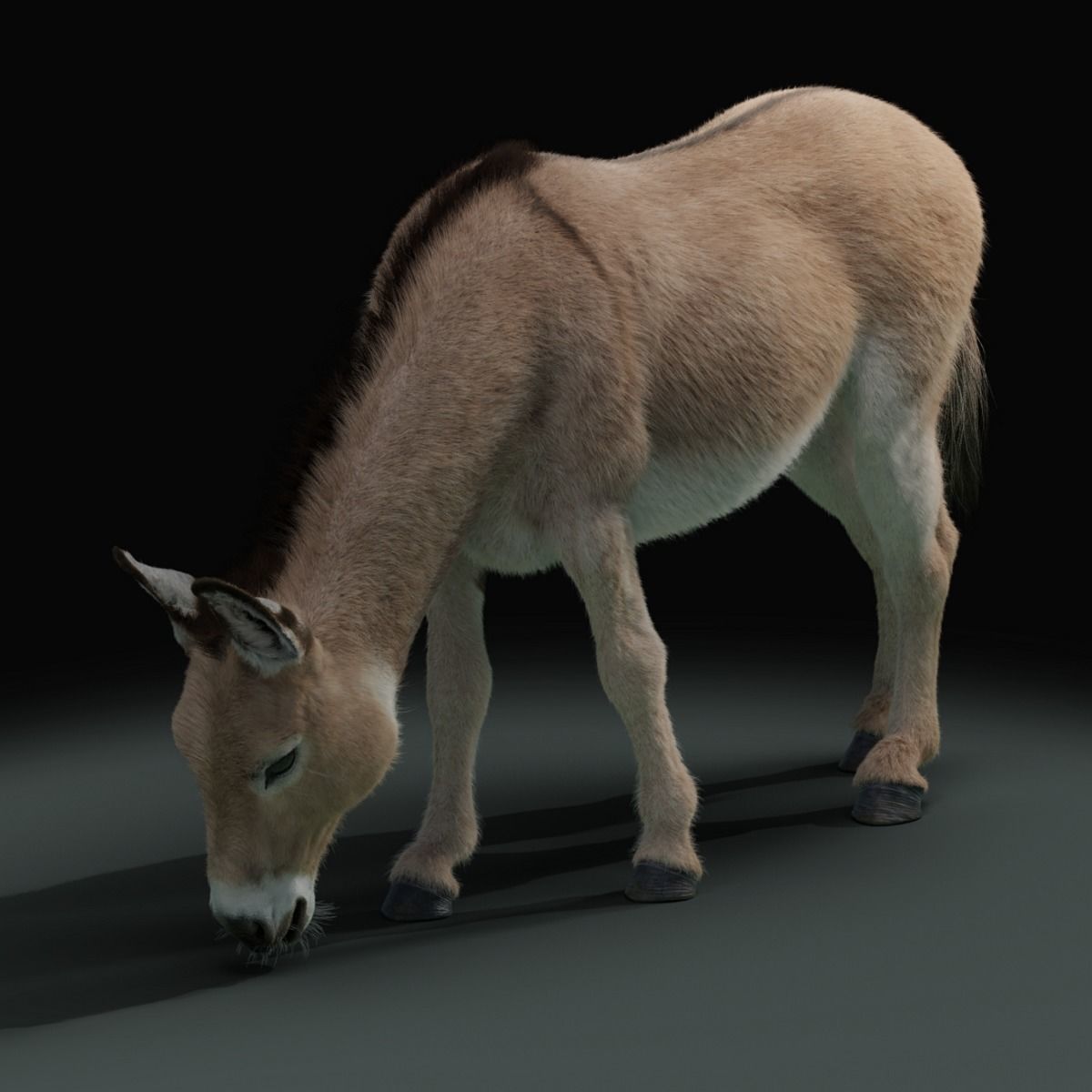 Grey Donkey Animated 3D model_29